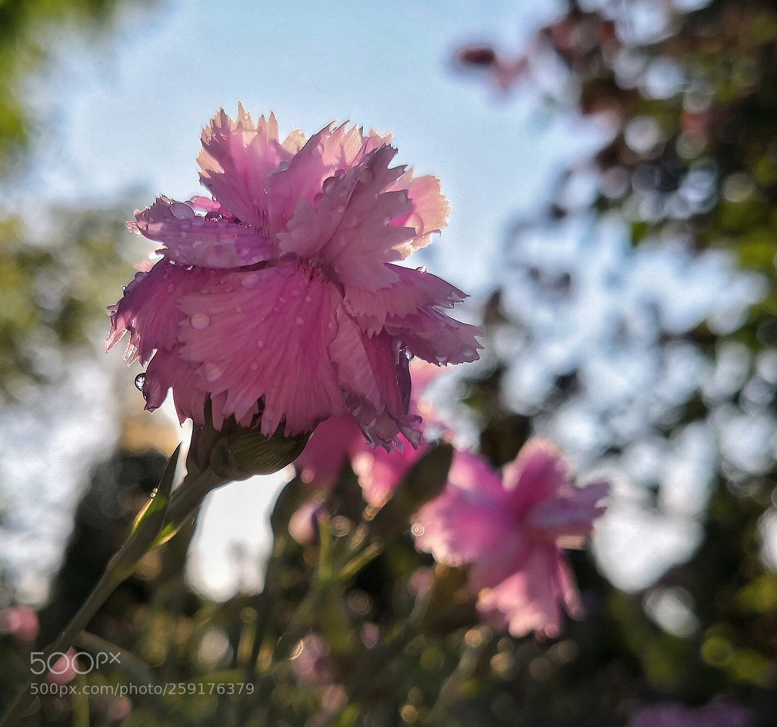 HUAWEI Mate 10 Pro sample photo. ... little wonder.... photography