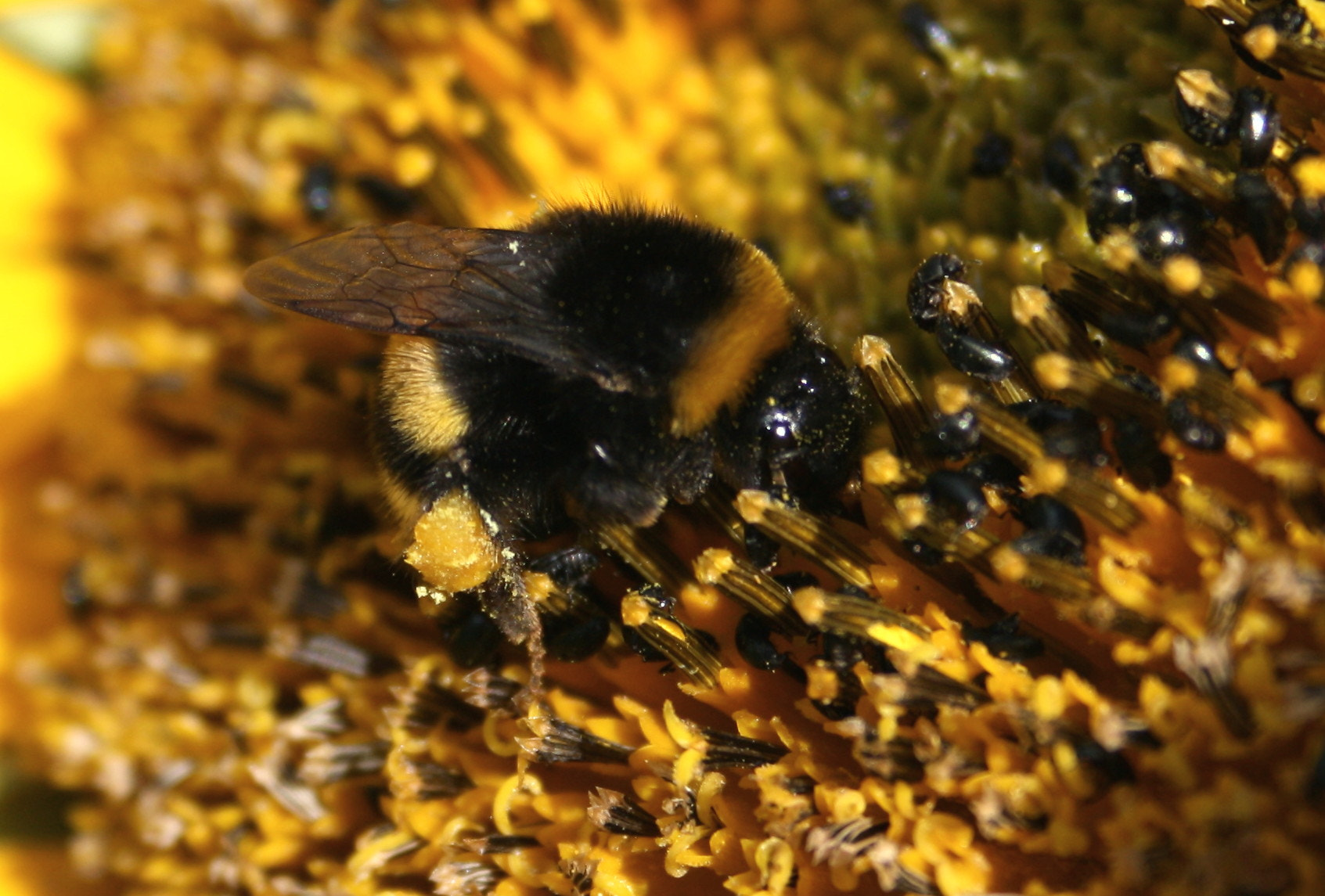 Canon EF-S 18-55mm F3.5-5.6 II sample photo. Bumblebee photography