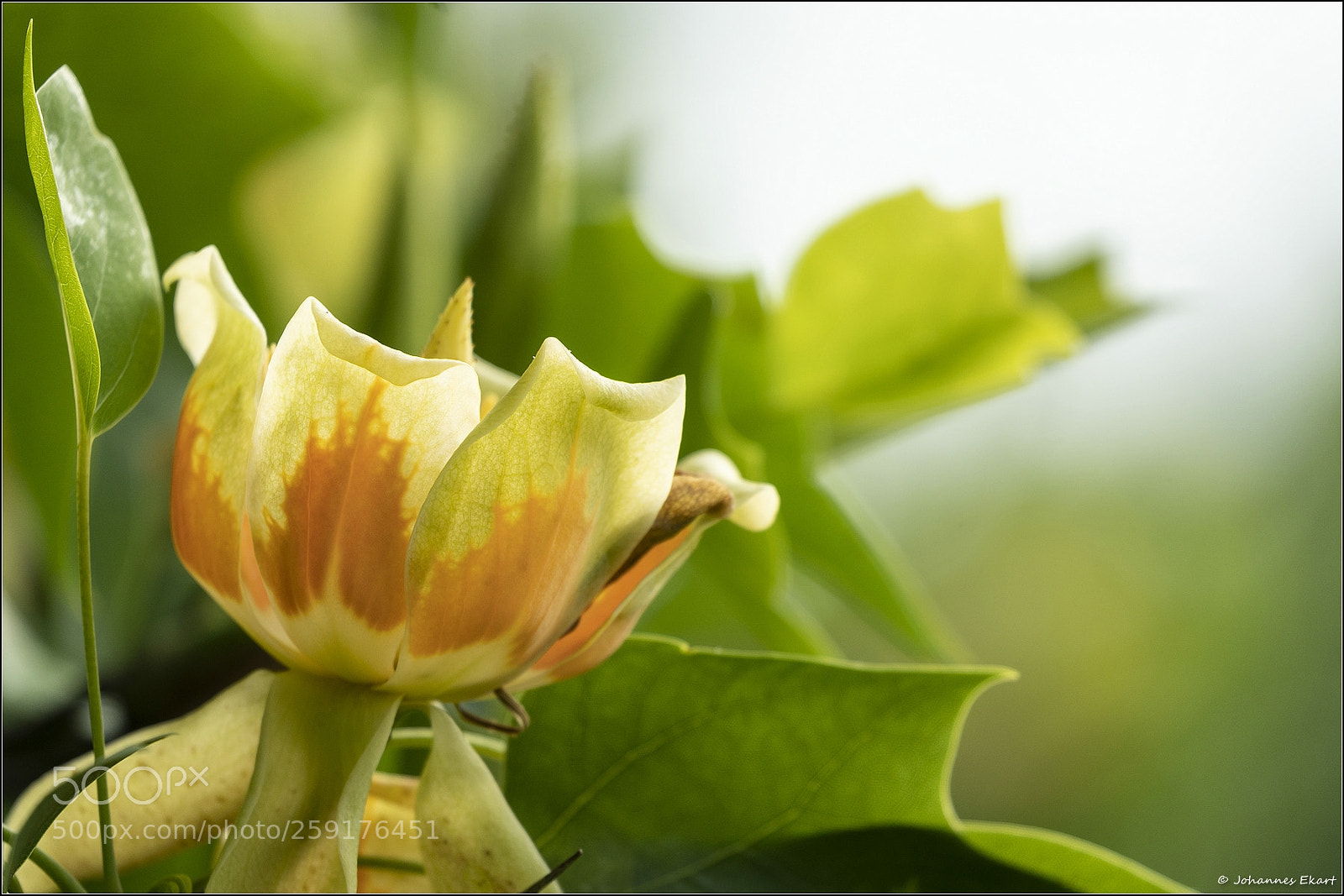 Sony a9 sample photo. Liriodendron tulipifera photography