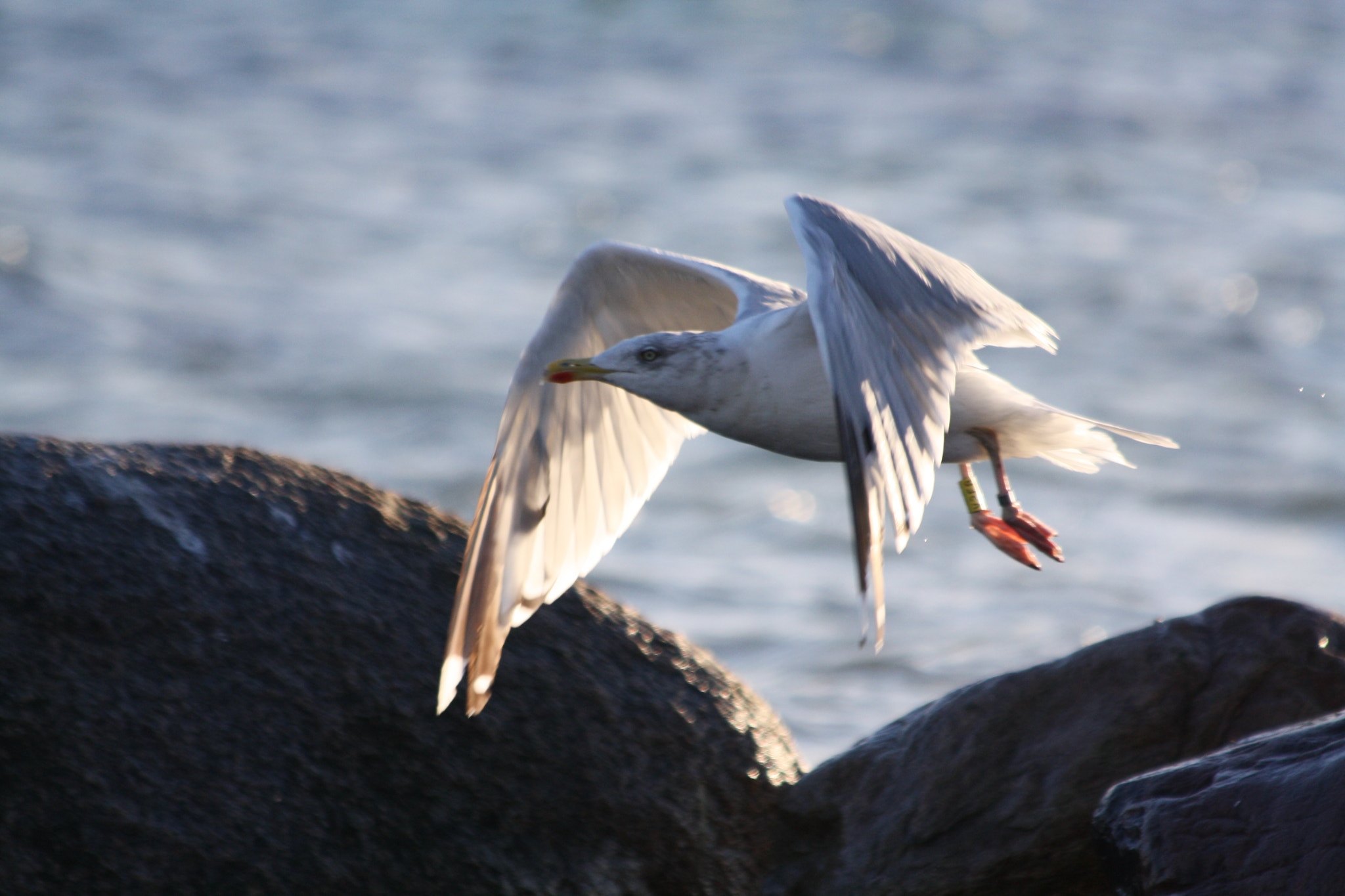 Canon EOS 1000D (EOS Digital Rebel XS / EOS Kiss F) sample photo. Wind1 photography
