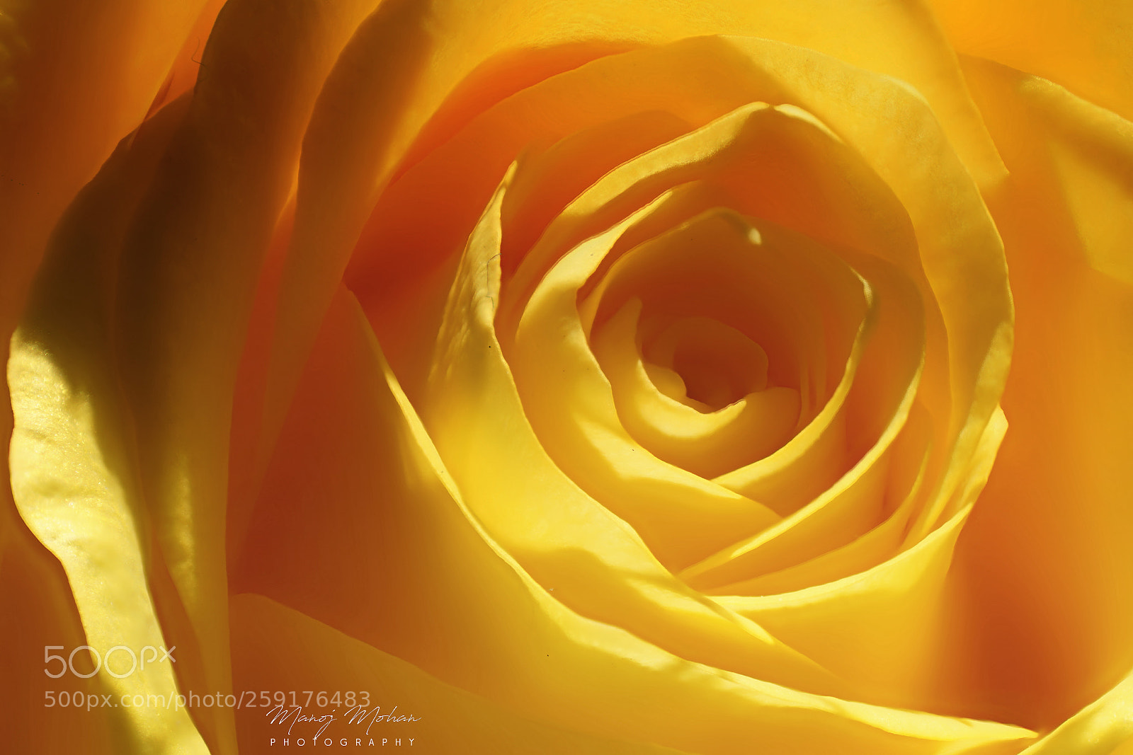 Sony ILCA-77M2 sample photo. A thing of beauty photography