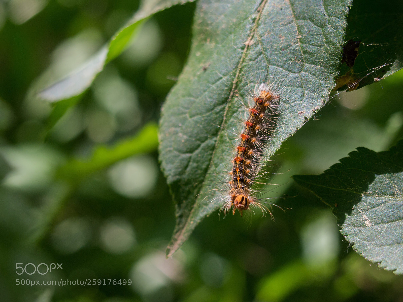 Olympus PEN E-PL3 sample photo. Curious caterpillar photography