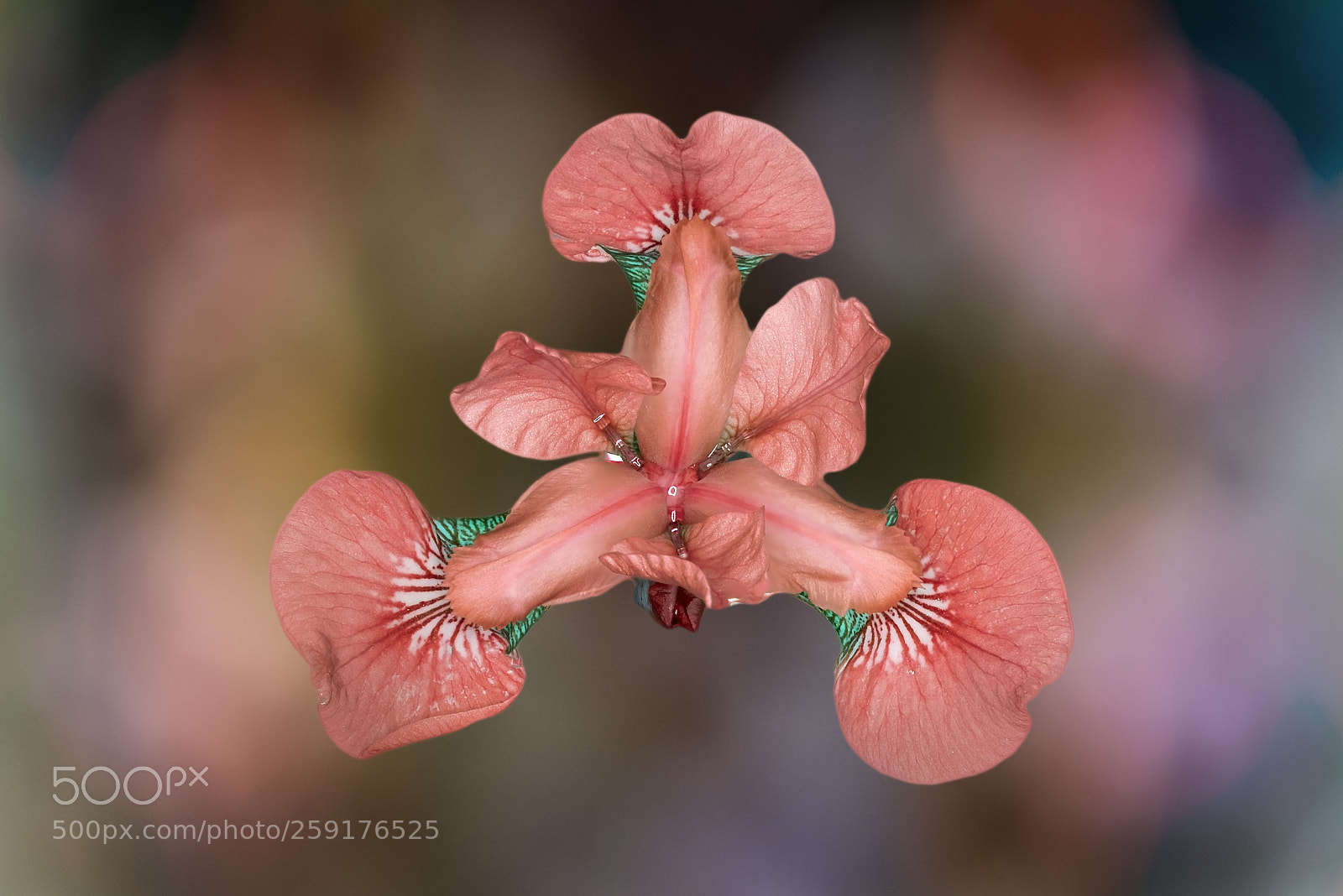 Fujifilm X-T20 sample photo. Iris versicolor photography