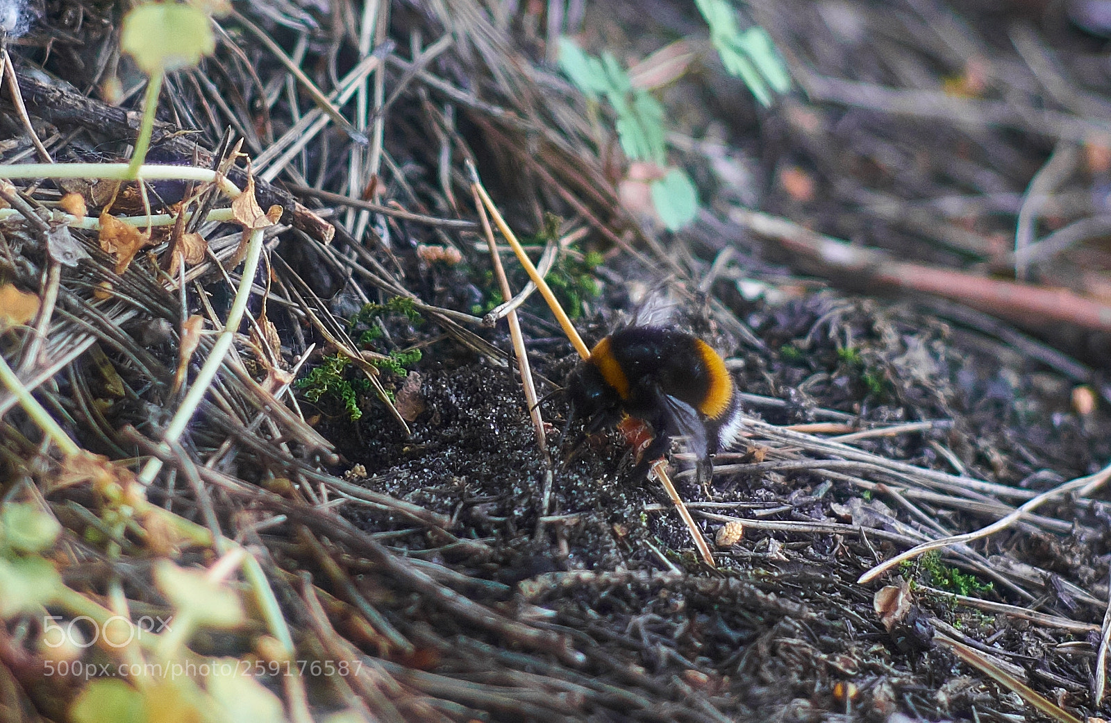 Fujifilm X-E2 sample photo. Bumblebee is going home photography