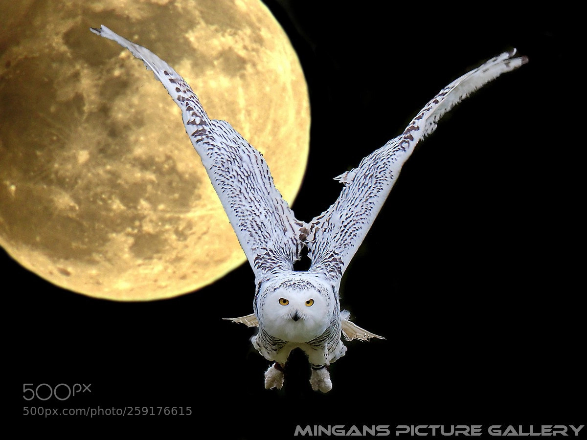 Panasonic Lumix DMC-GH3 sample photo. Owl and moon photography