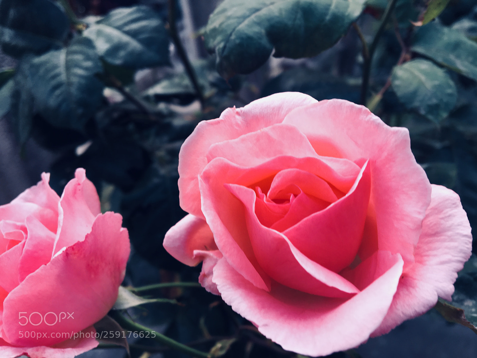 Apple iPhone 6s sample photo. Rose photography
