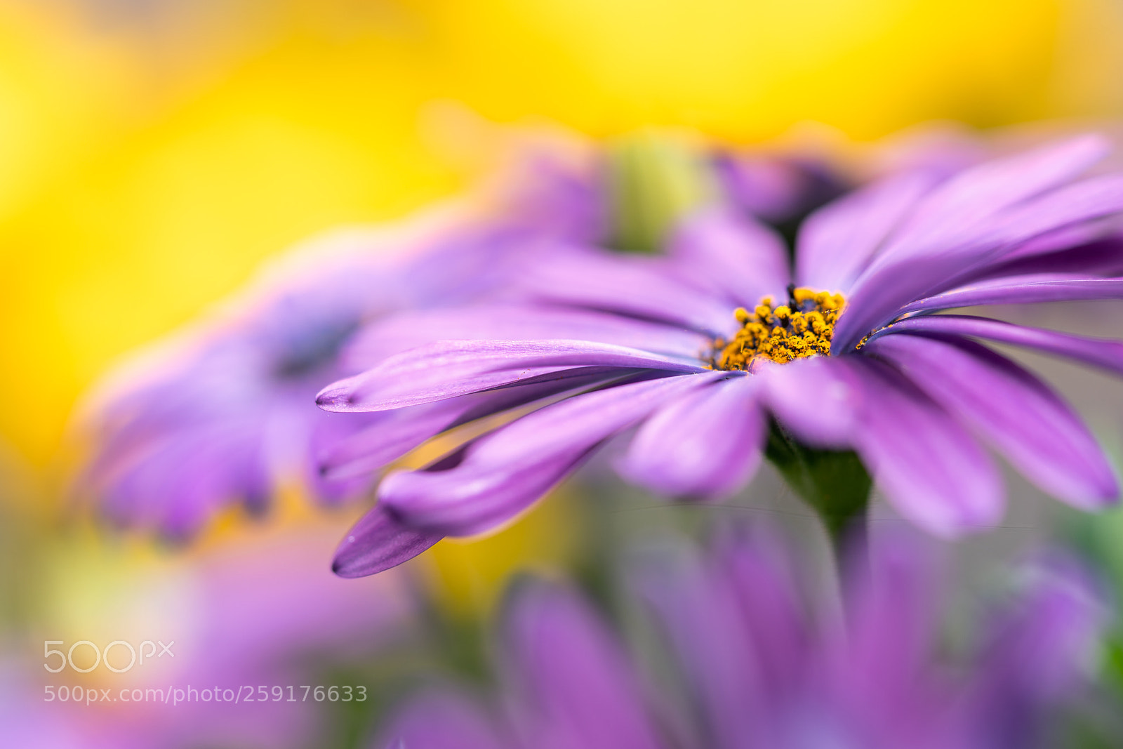 Sony a7R II sample photo. Purple and yellow photography