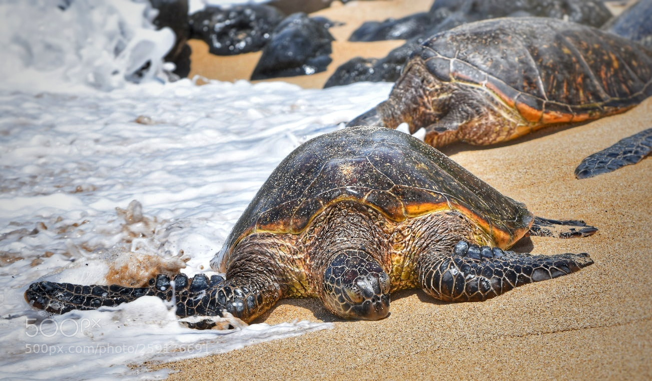 Nikon D3400 sample photo. Green sea turtle on photography