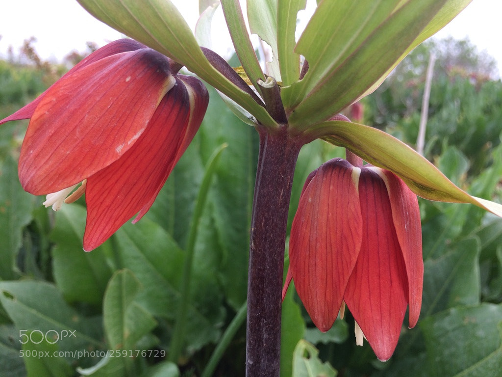 Apple iPhone 5s sample photo. Fritillaria koohrang photography