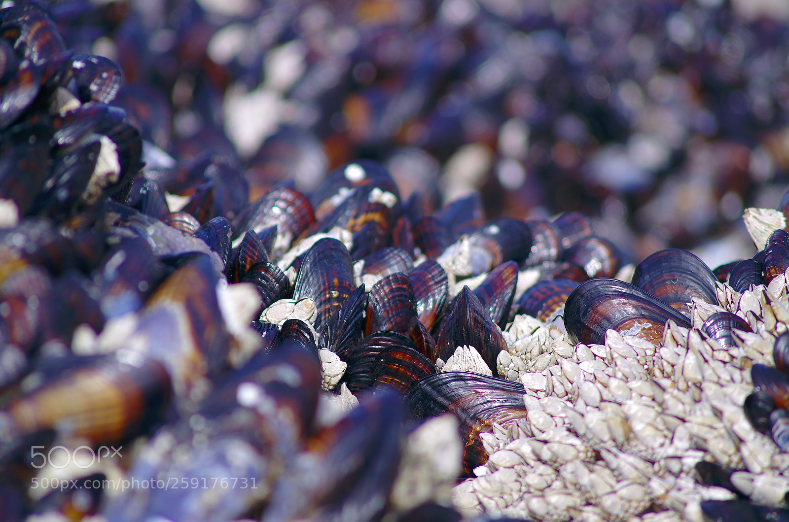 Pentax K-50 sample photo. Mussel beach photography