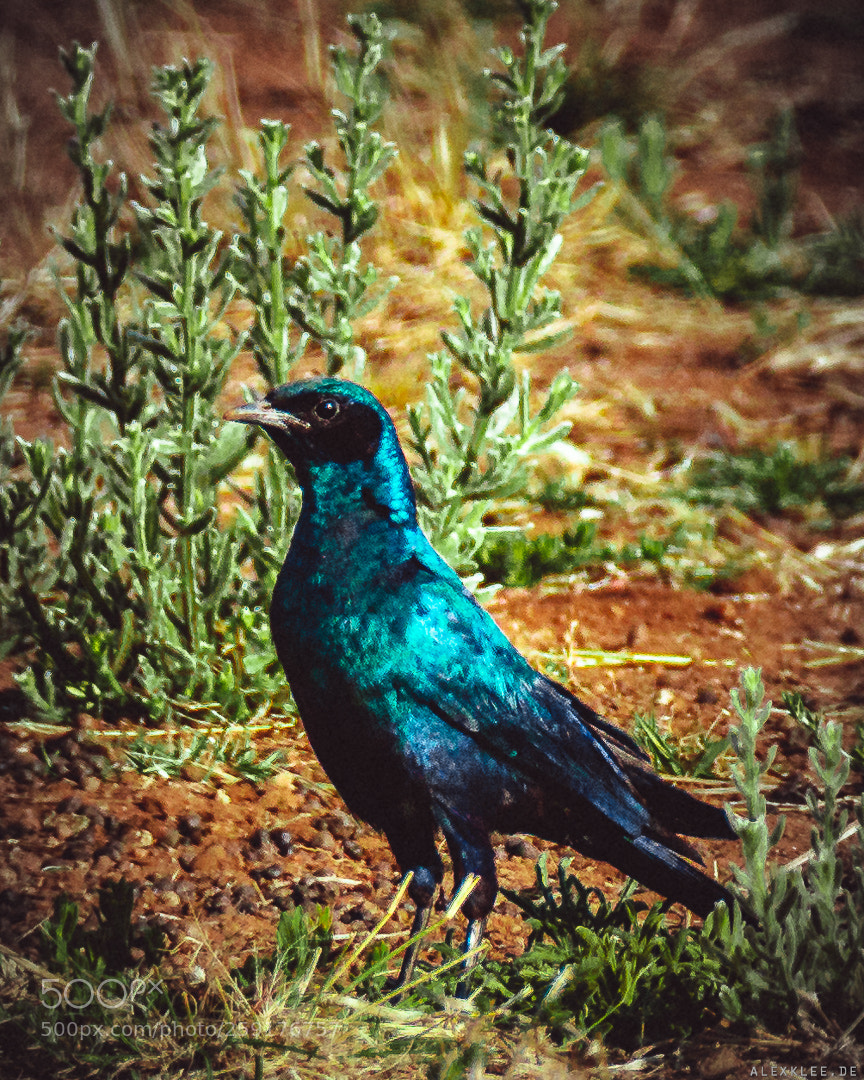 Canon EOS 7D Mark II sample photo. The burchell's starling photography