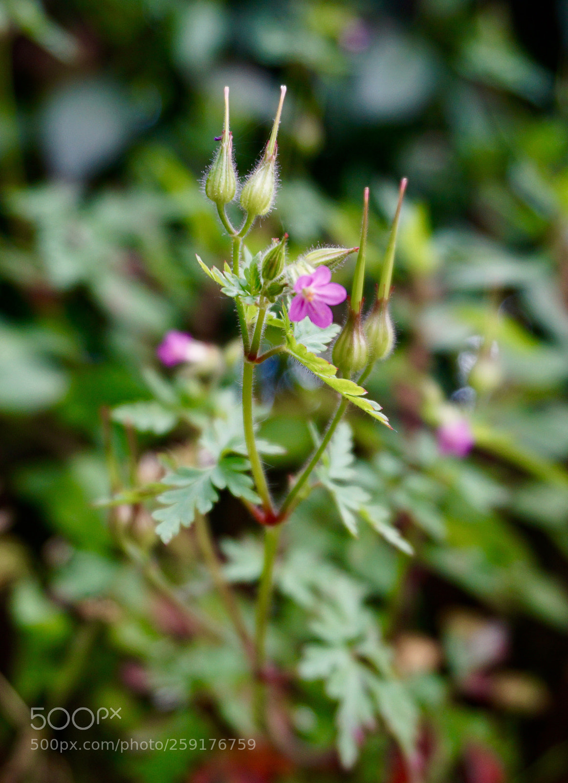 Sony a6000 sample photo. Undergrowth  photography