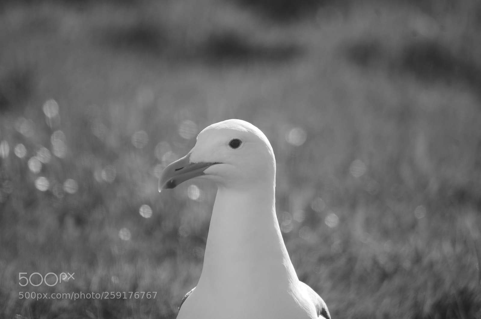Pentax K-50 sample photo. Regal seagull photography