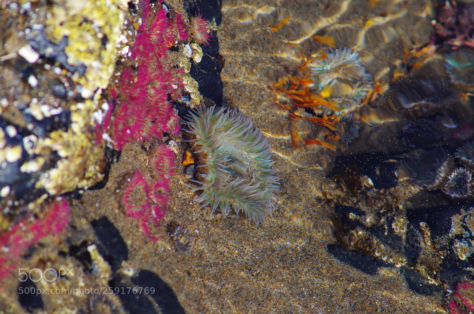 Pentax K-50 sample photo. Tide pool photography