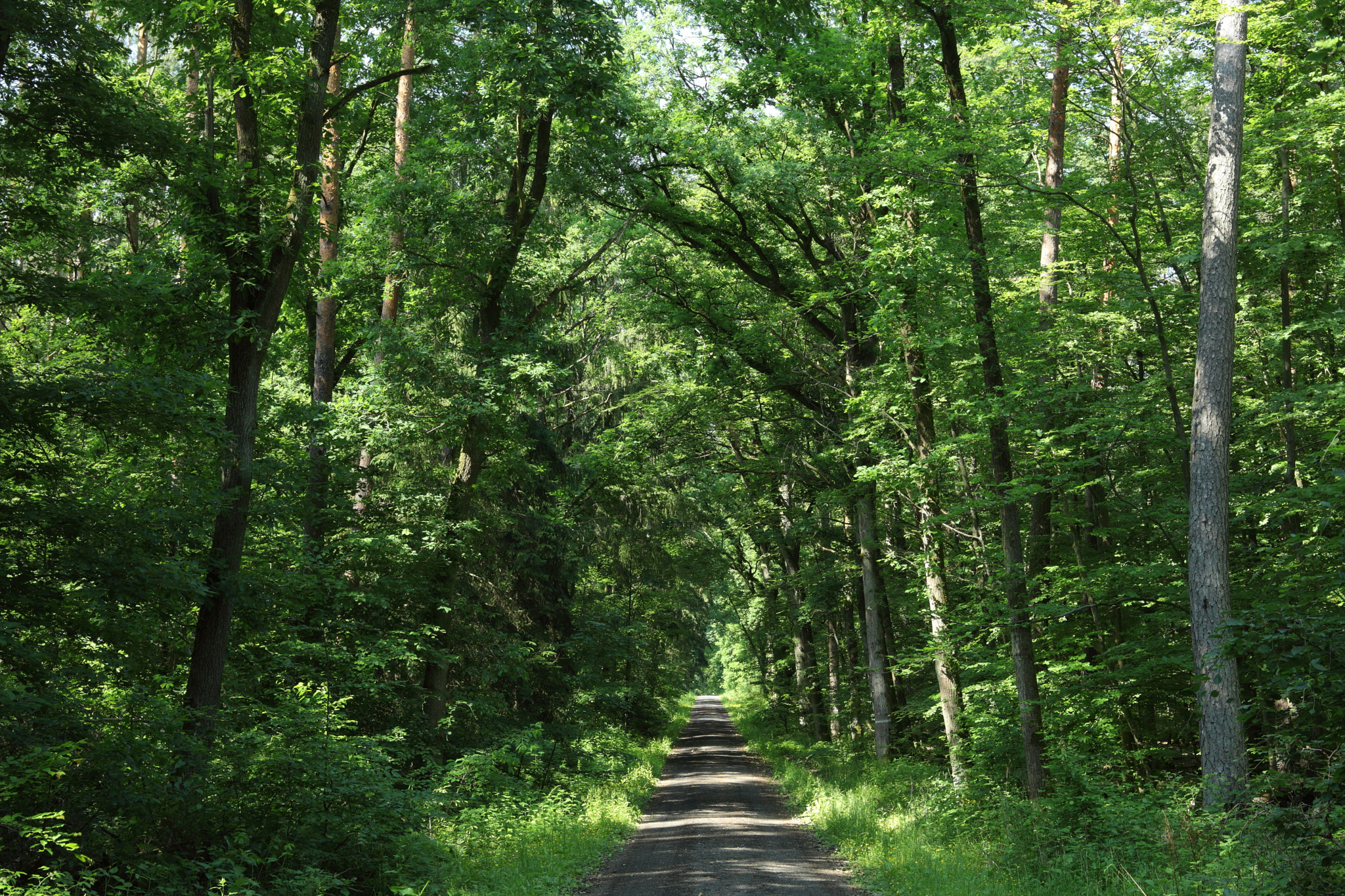 Canon EOS 5D Mark II sample photo. The sunny walkway photography