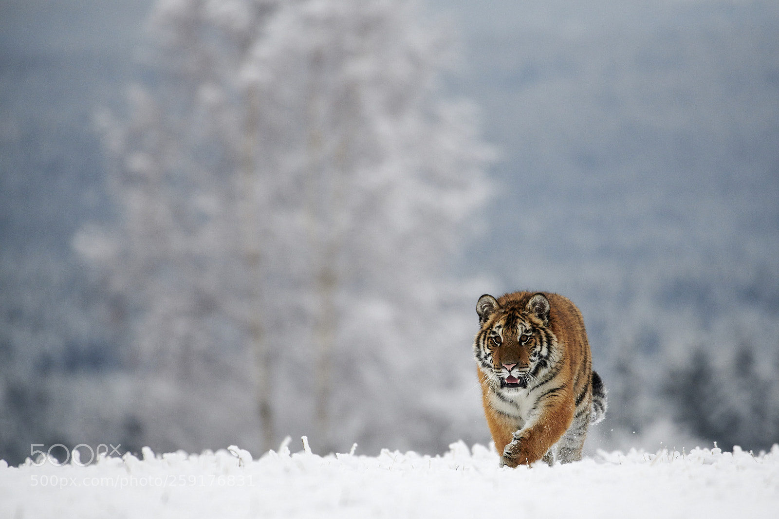 Nikon D850 sample photo. Siberian tiger photography