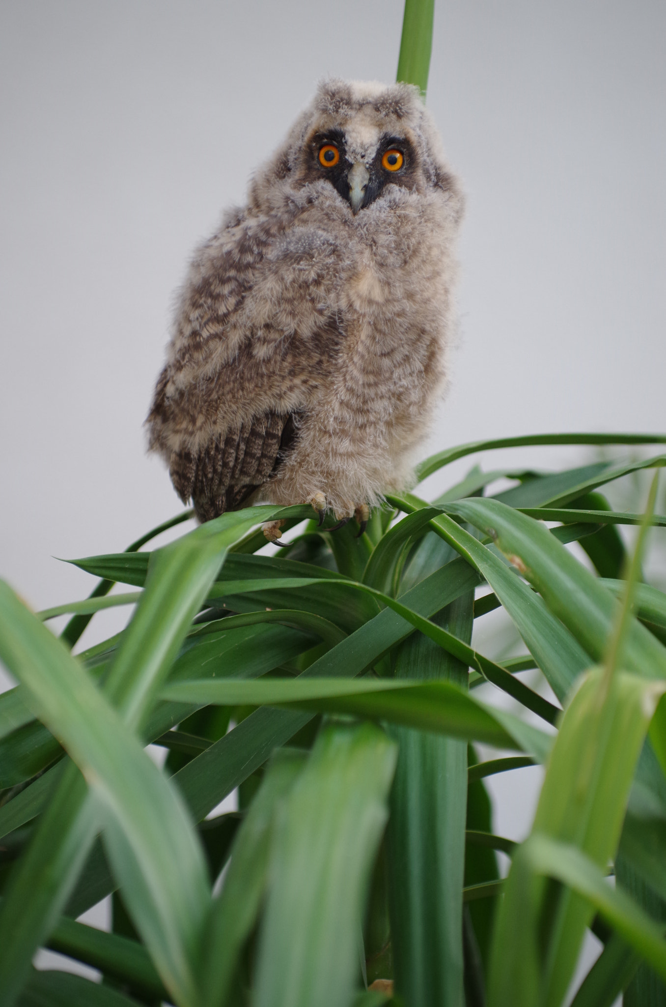 Pentax K-50 + Pentax smc DA* 50-135mm F2.8 ED (IF) SDM sample photo. Owl photography