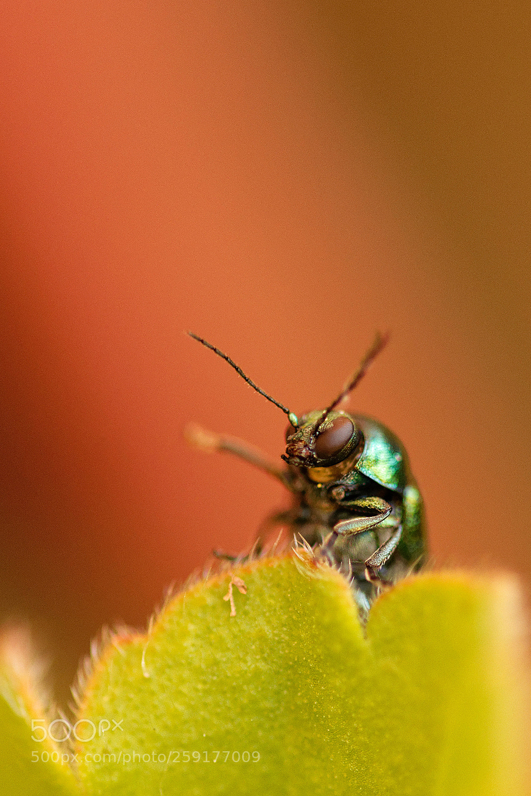 Nikon D750 sample photo. The greeting of the photography
