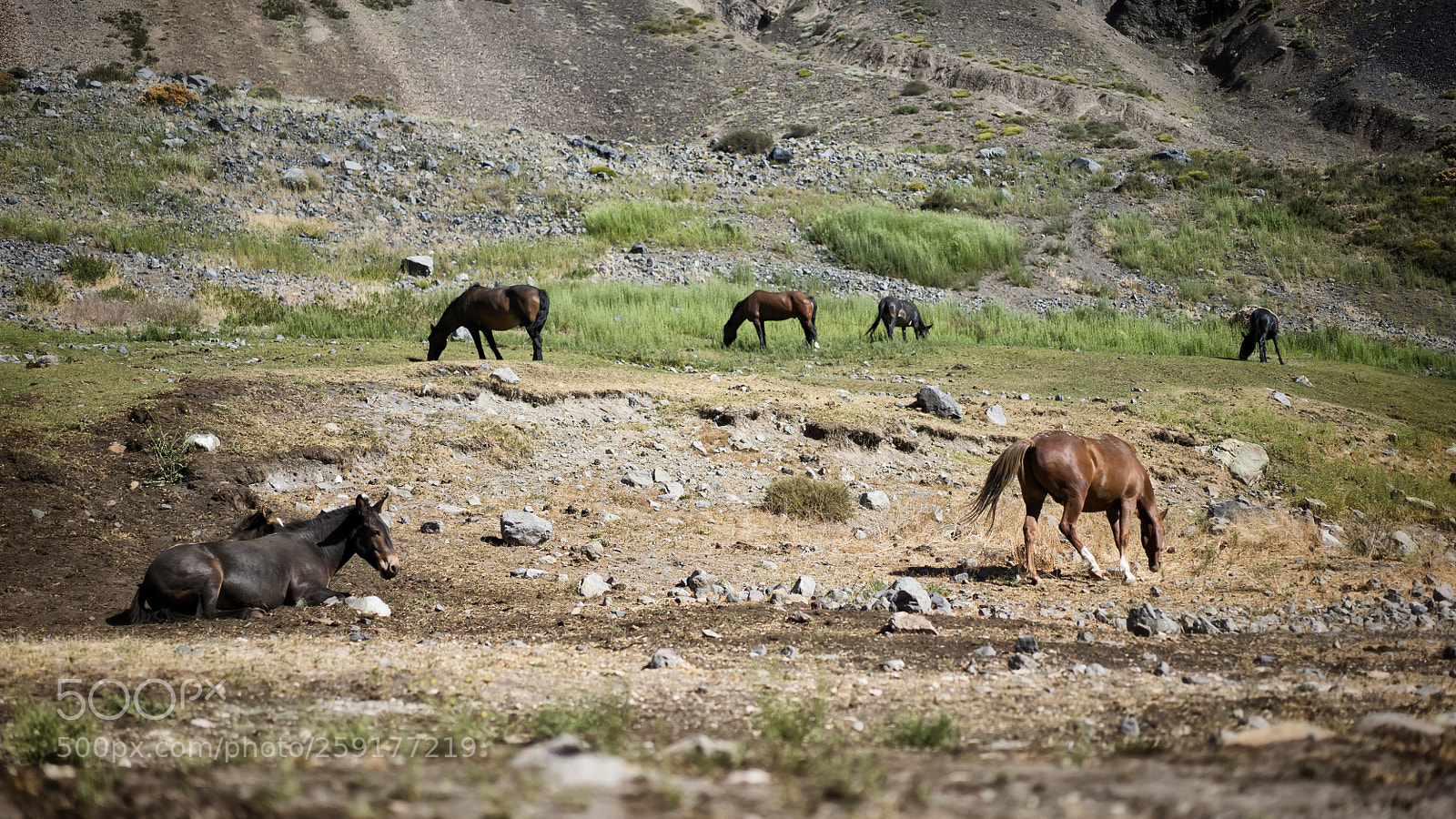 Sony a7S II sample photo. Horses surrounded by mountains photography