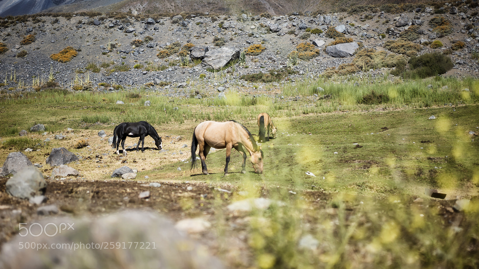 Sony a7S II sample photo. Three horses on a photography
