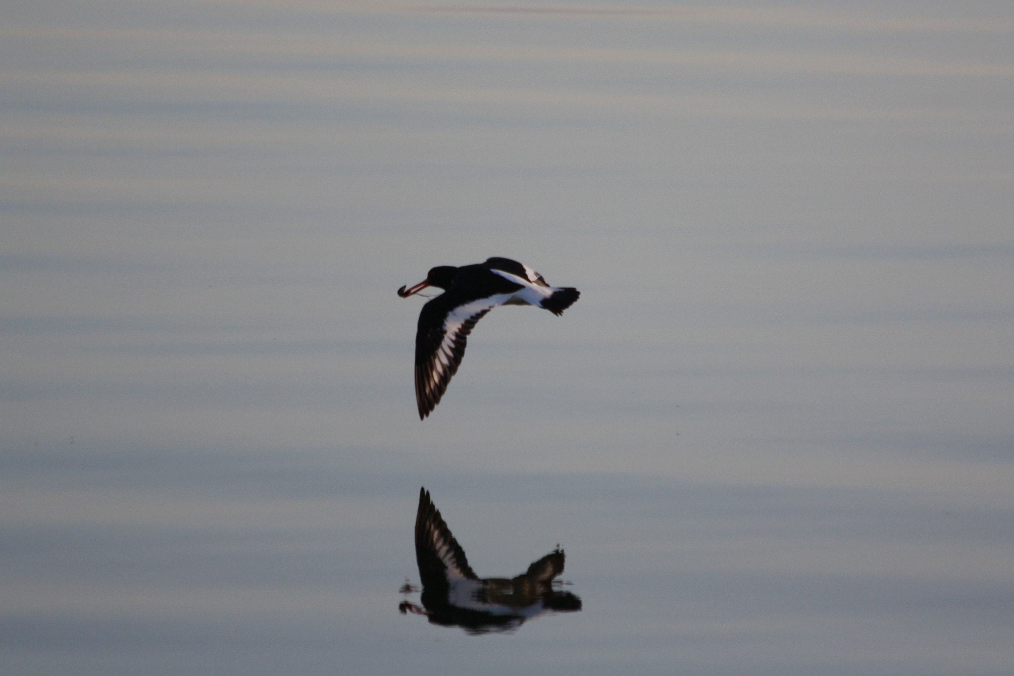 Canon EF 70-300mm F4-5.6 IS USM sample photo. Flight1 photography