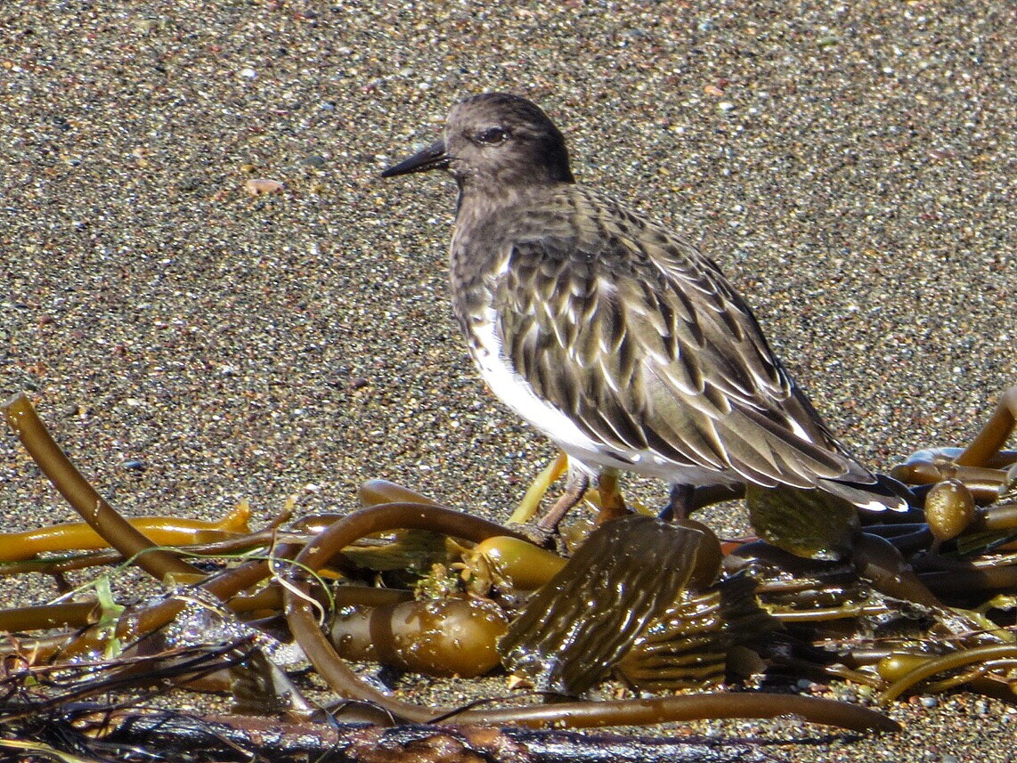 Canon PowerShot SX280 HS sample photo. Black turnstone on kelp photography