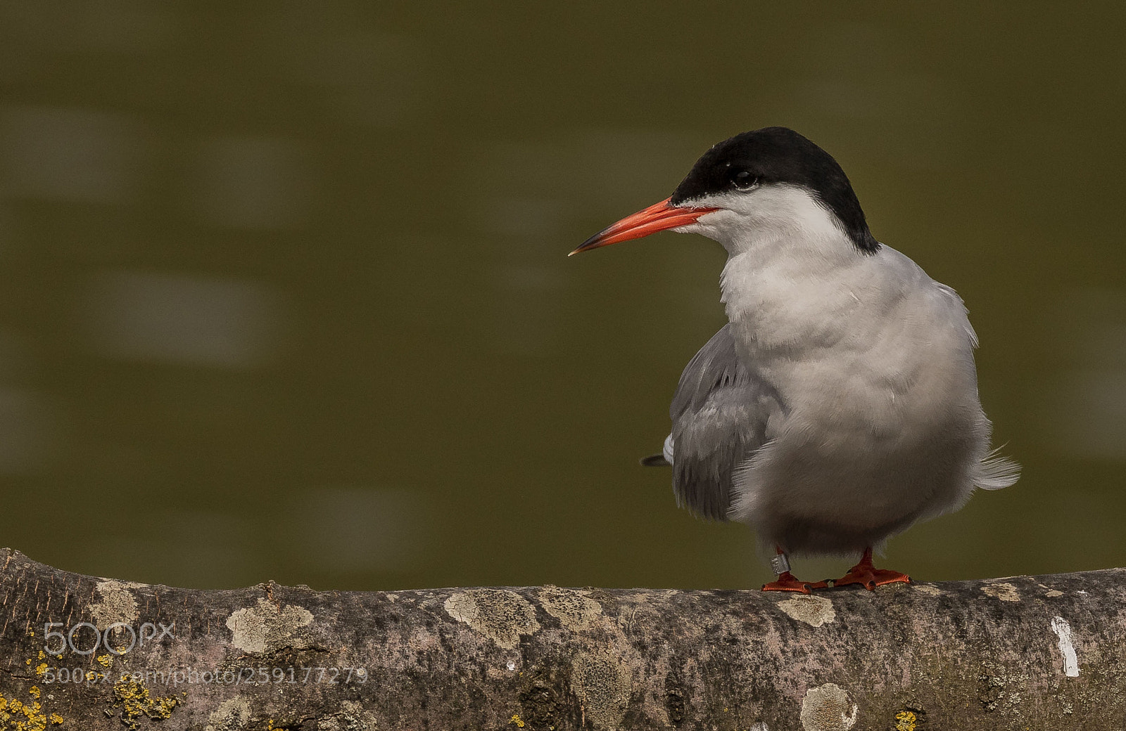 Canon EOS 7D Mark II sample photo. Common tern photography