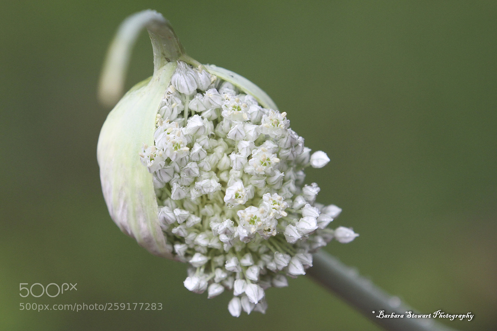 Canon EOS 7D sample photo. After the rain photography