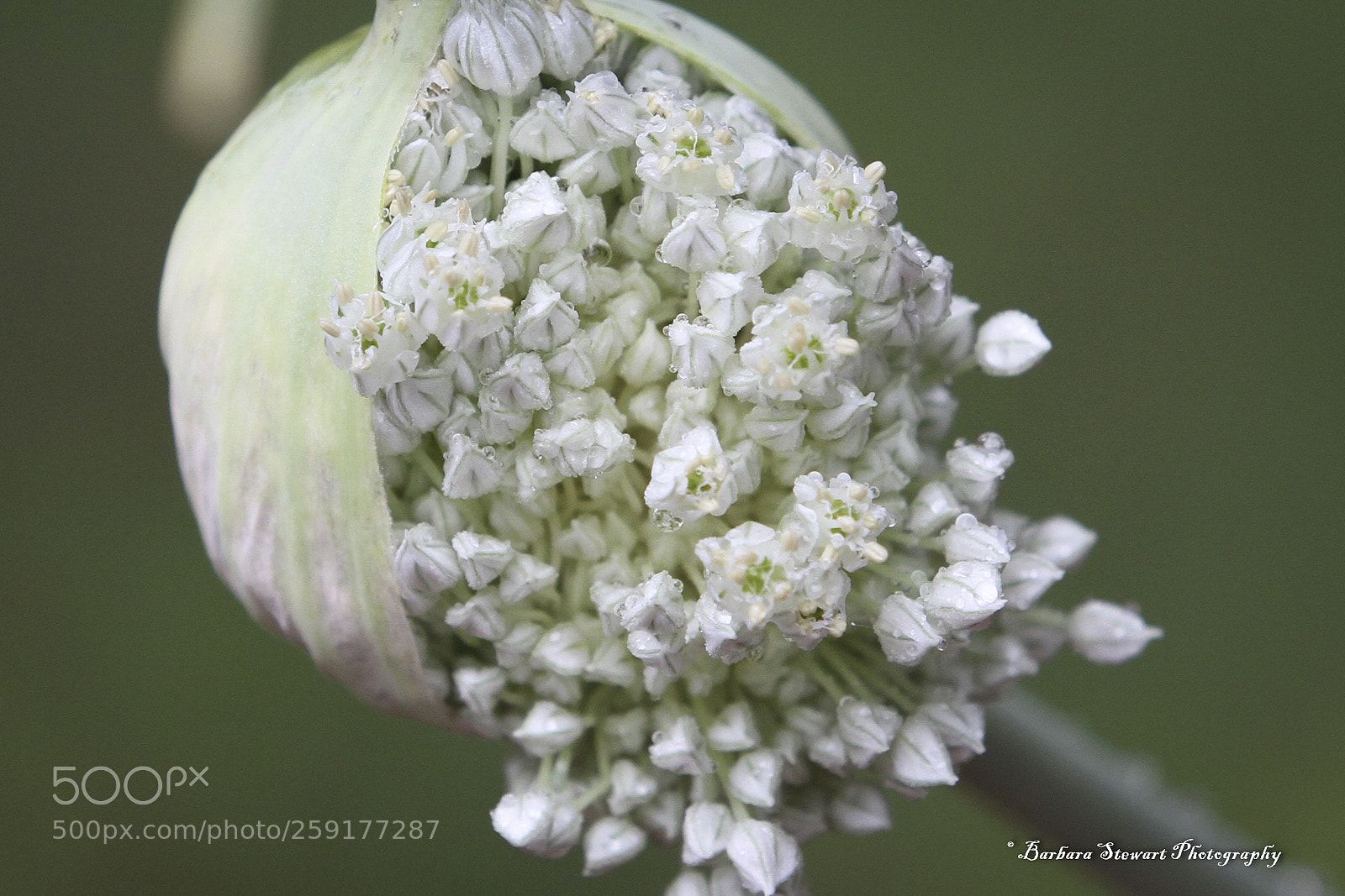 Canon EOS 7D sample photo. After the rain photography