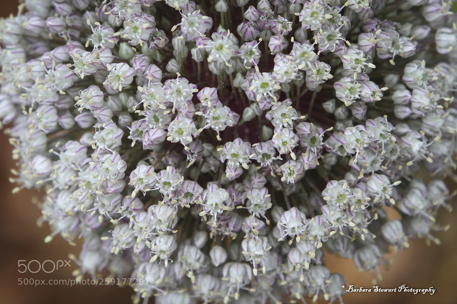Canon EOS 7D sample photo. After the rain photography