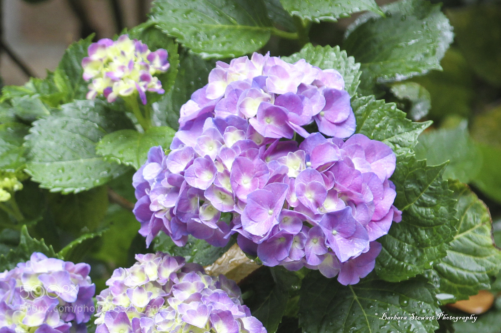 Canon EOS 7D sample photo. After the rain photography