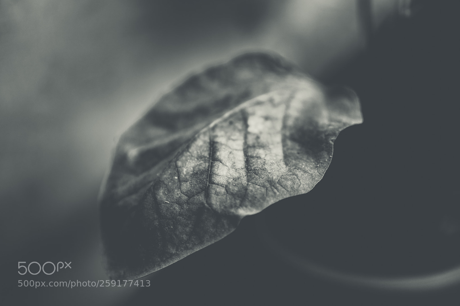 Sony a7 II sample photo. Veins of the leaf photography