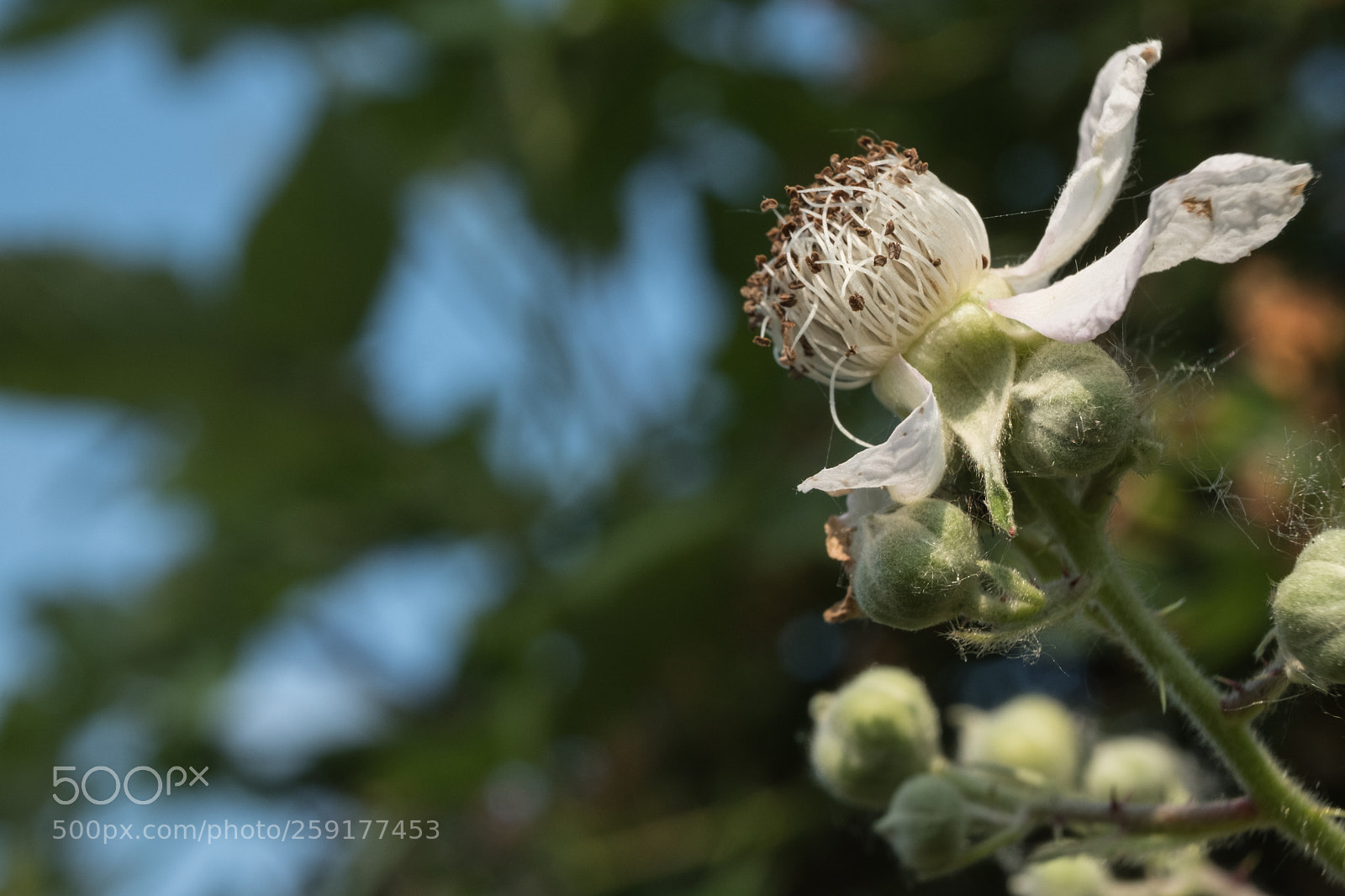 Fujifilm X-Pro2 sample photo. Dscf7247-3.jpg photography