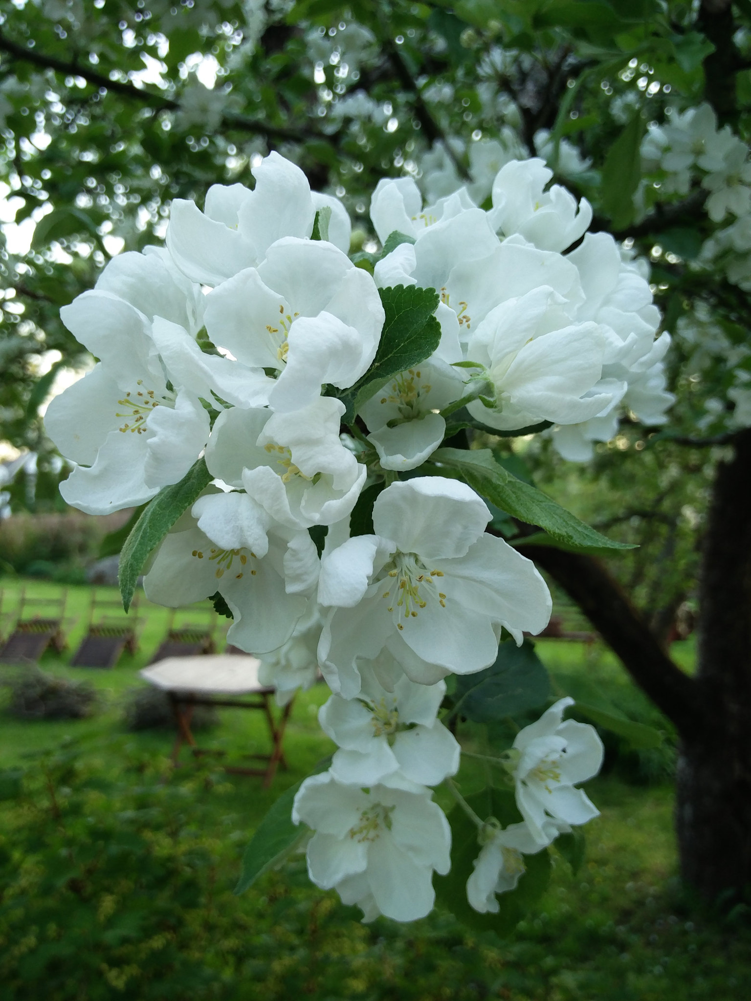 OnePlus 2 sample photo. Sakura in pringi, estonia. apple. photography