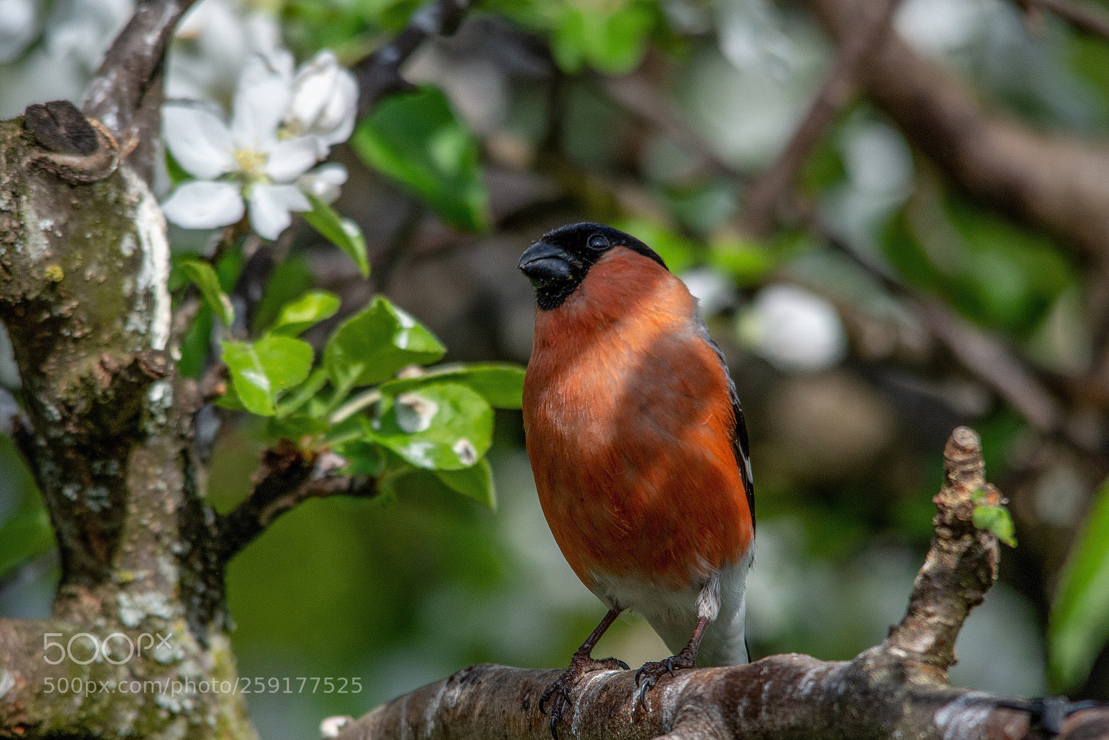 Nikon D7200 sample photo. Bullfinch photography