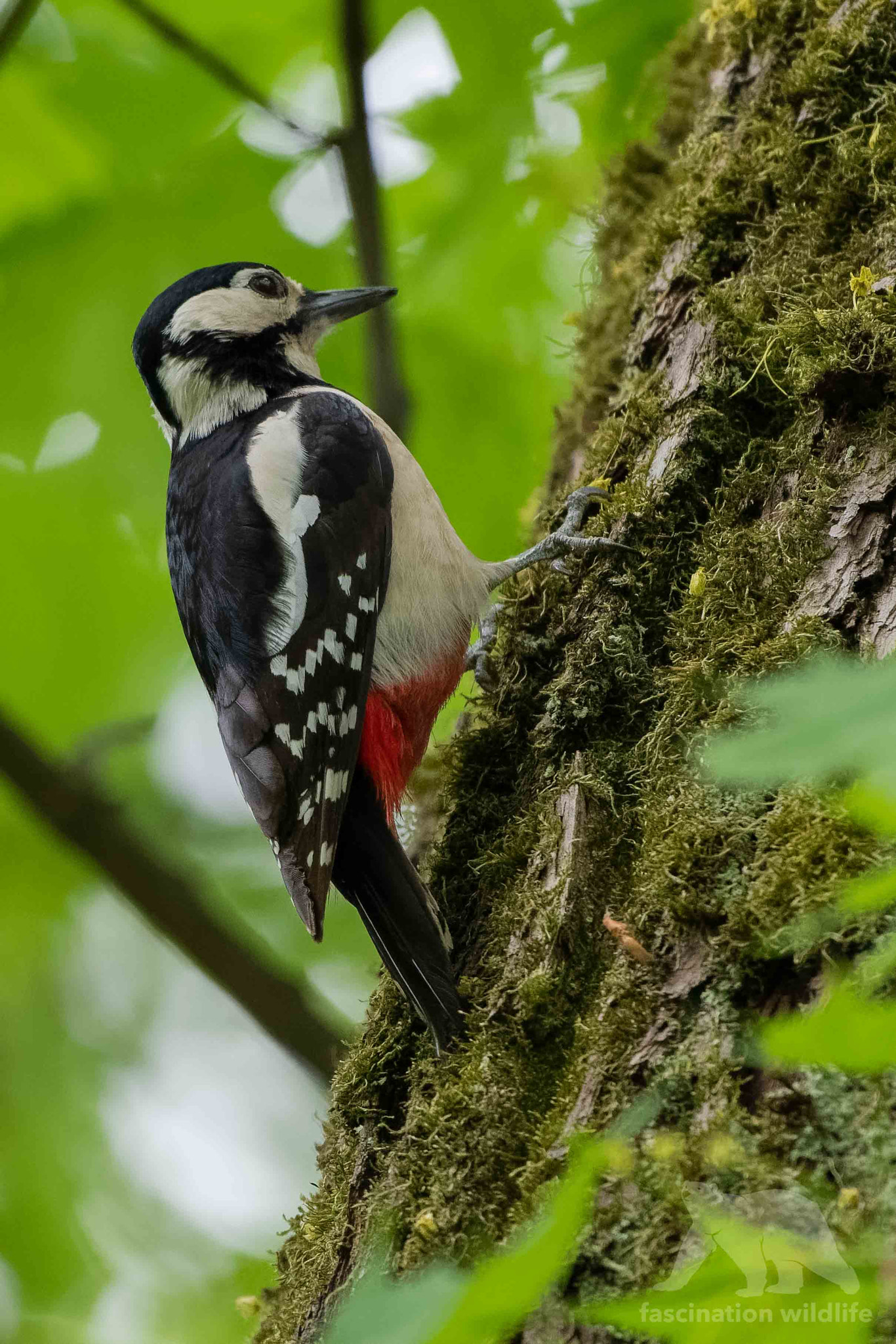 Nikon D850 + Sigma 150-600mm F5-6.3 DG OS HSM | S sample photo. Great spotted woodpecker photography
