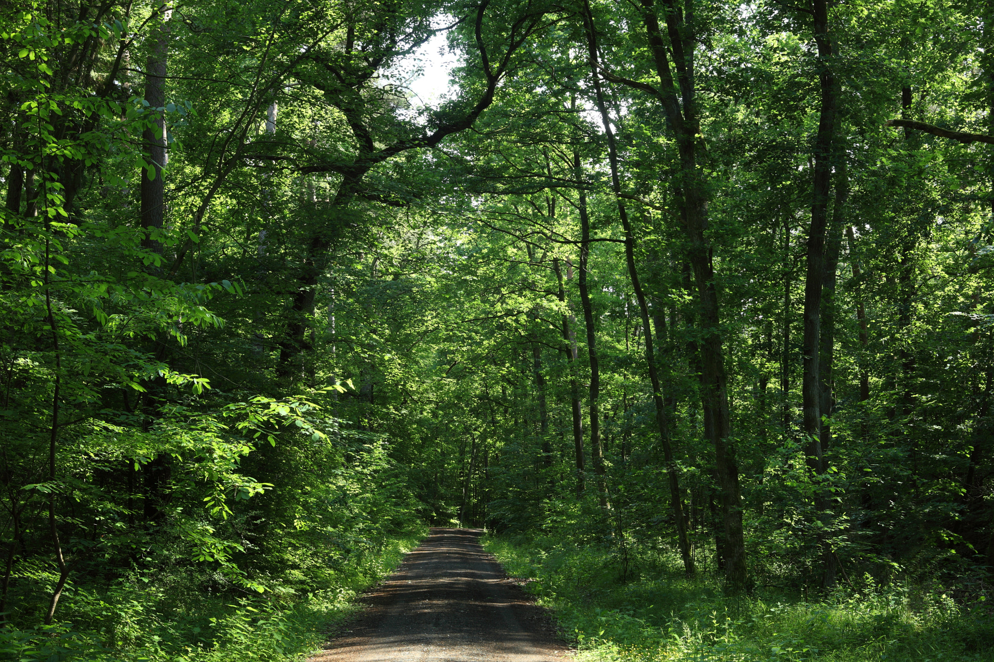 Canon EOS 5D Mark II sample photo. The green forest photography