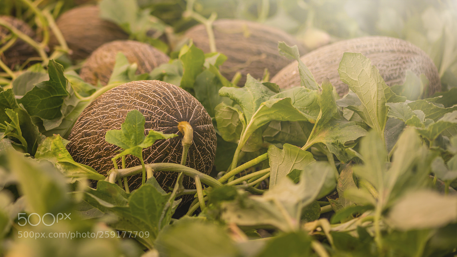 Nikon D750 sample photo. Melon photography