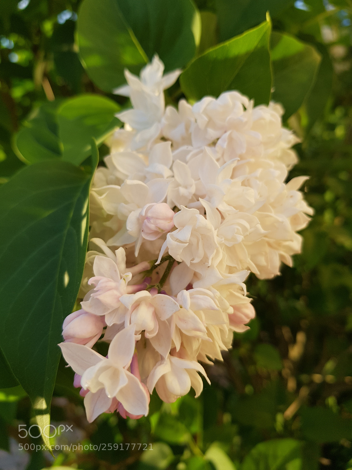 Samsung Galaxy S8+ sample photo. Untitled photography