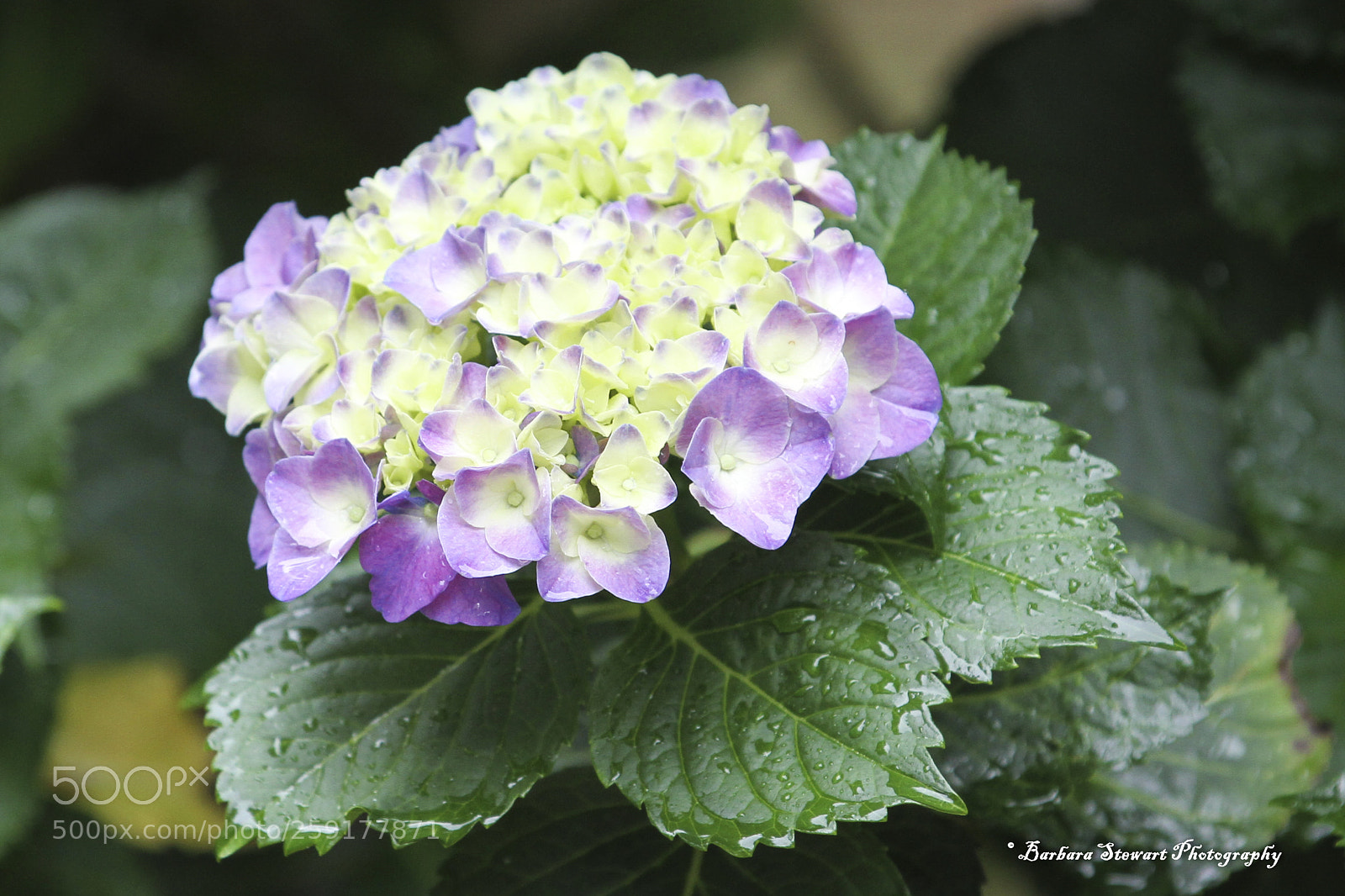 Canon EOS 7D sample photo. After the rain photography