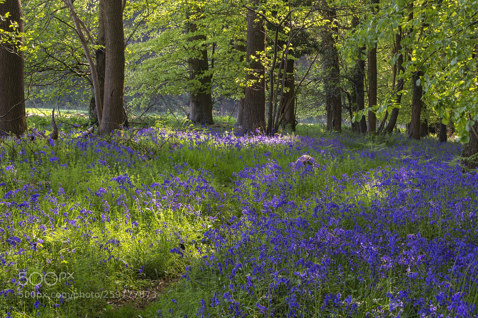 Nikon D7100 sample photo. Bluebell country photography