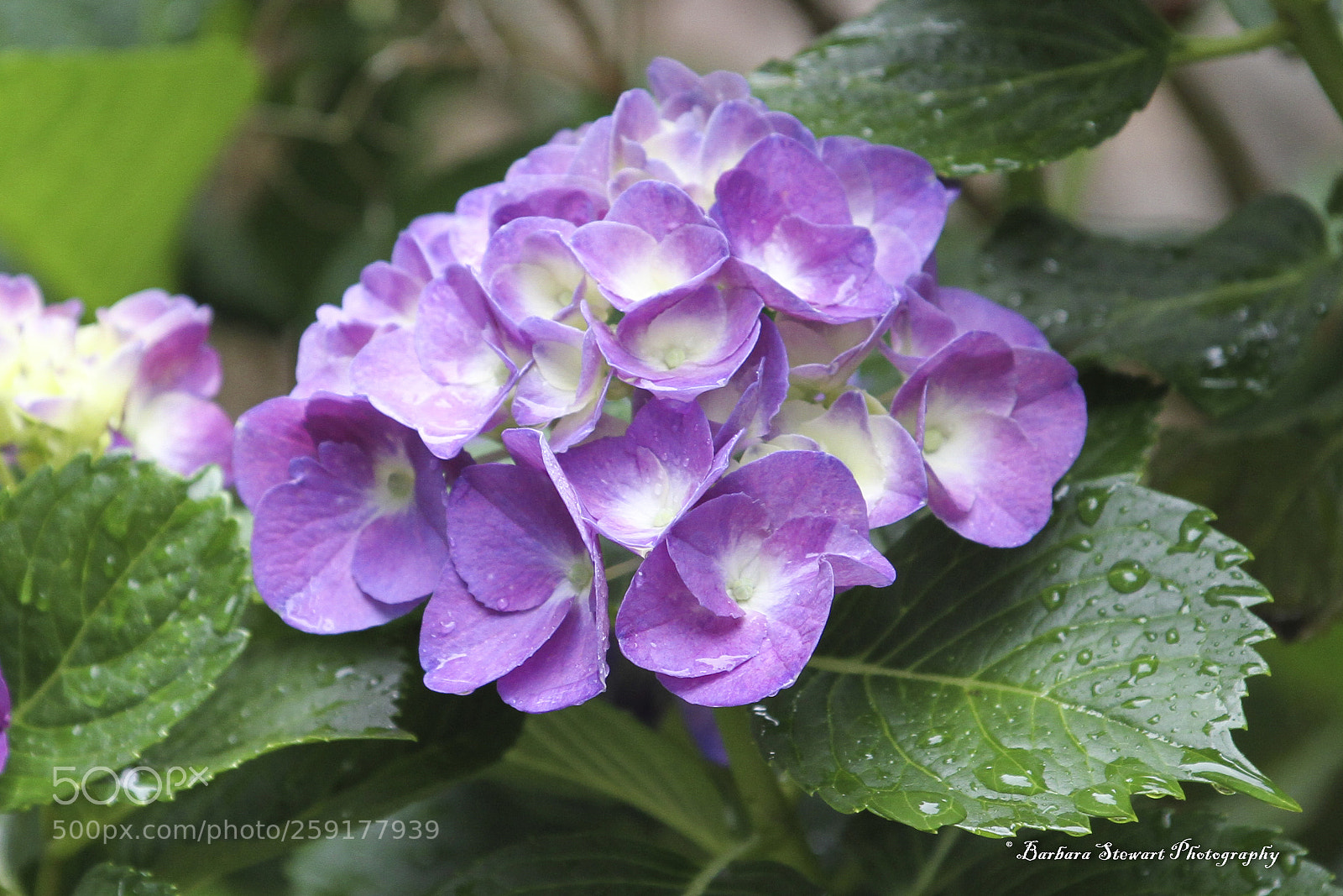 Canon EOS 7D sample photo. After the rain photography