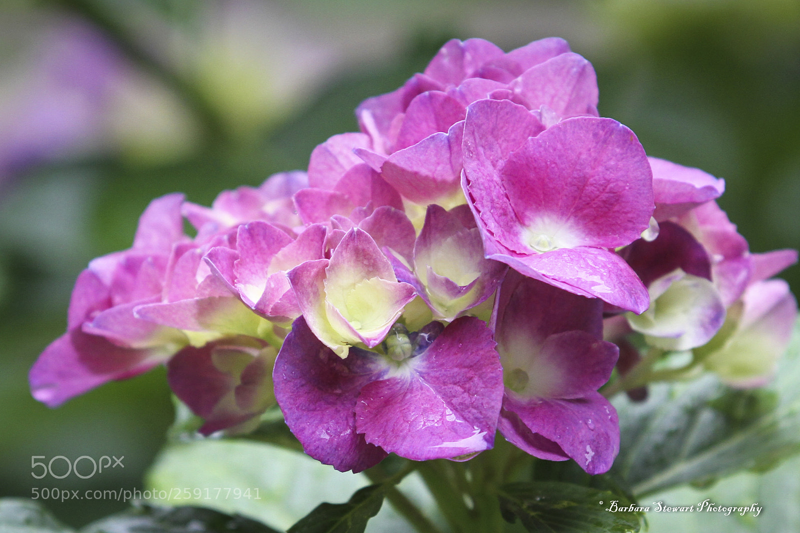 Canon EOS 7D sample photo. After the rain photography