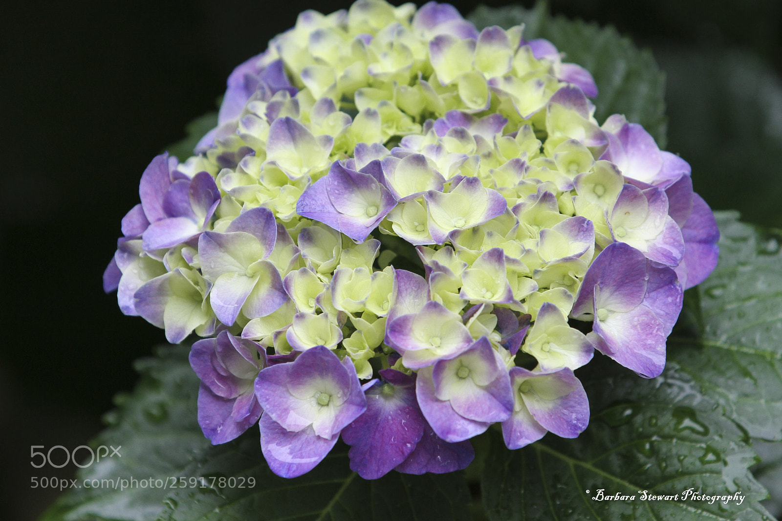 Canon EOS 7D sample photo. After the rain photography