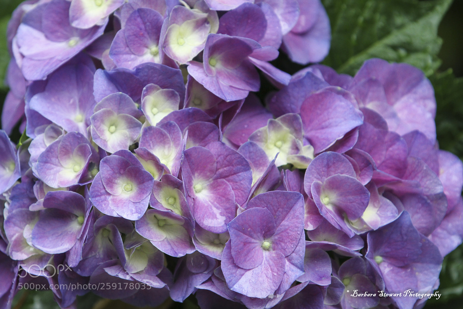 Canon EOS 7D sample photo. After the rain photography