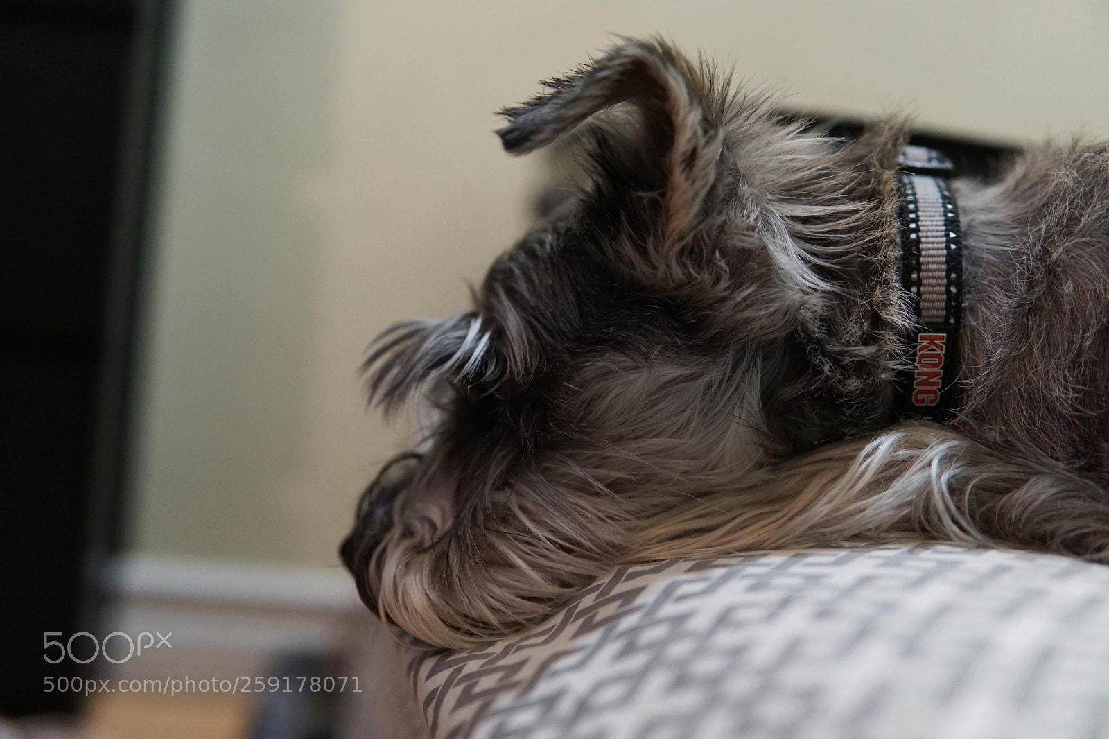 Sony a6000 sample photo. Ruff day photography