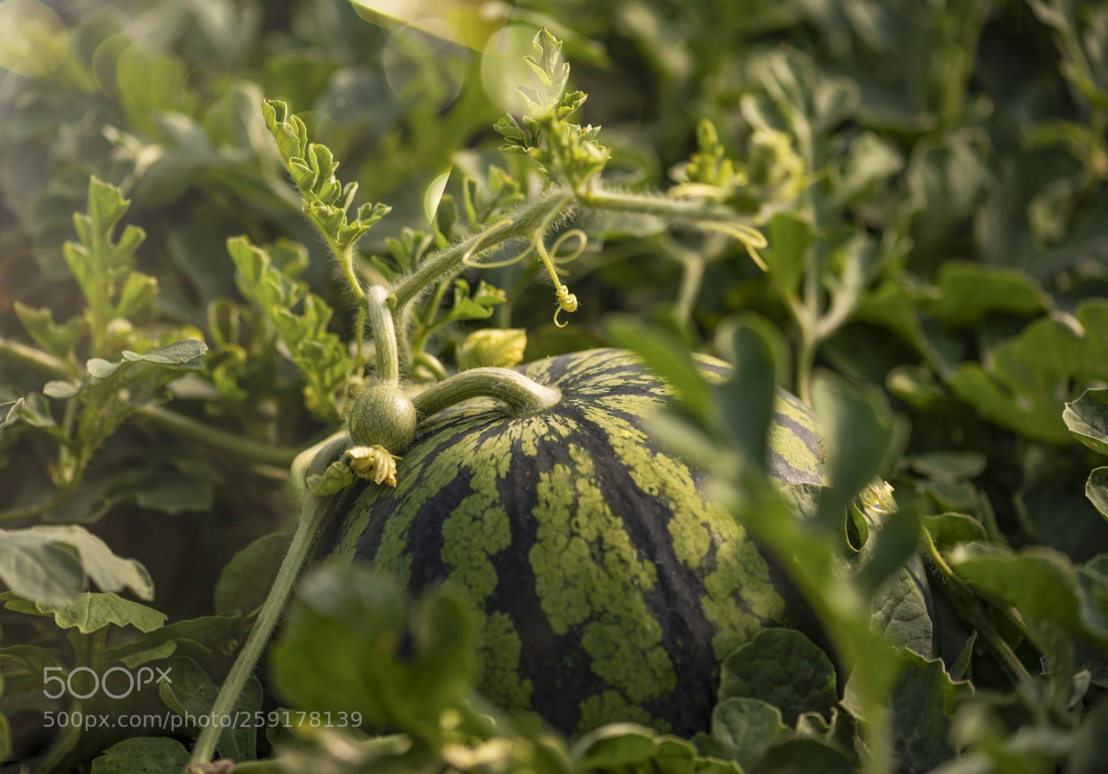 Nikon D750 sample photo. Watermelon seedless photography