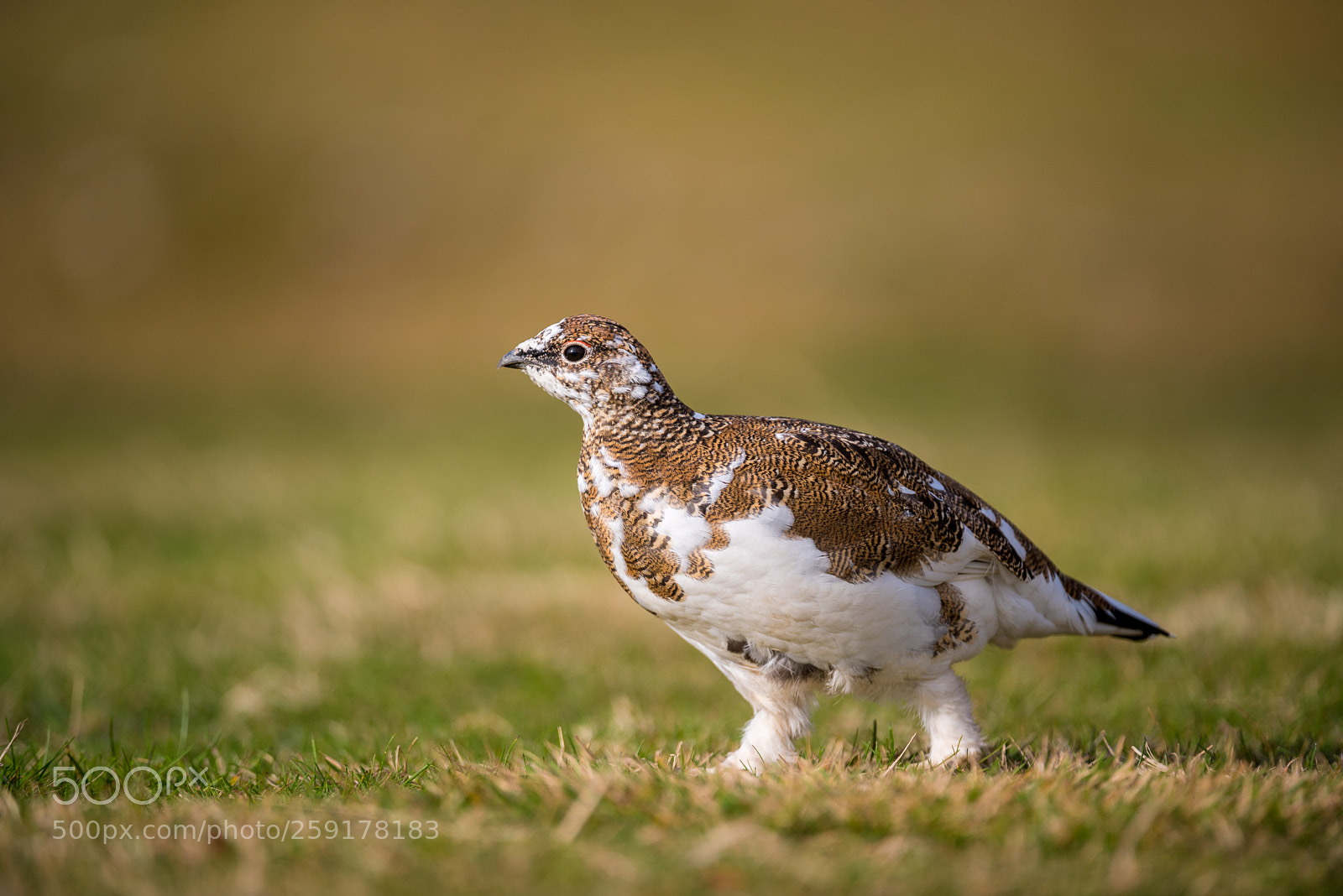 Nikon D750 sample photo. Ptarmigan, westfjords, iceland photography