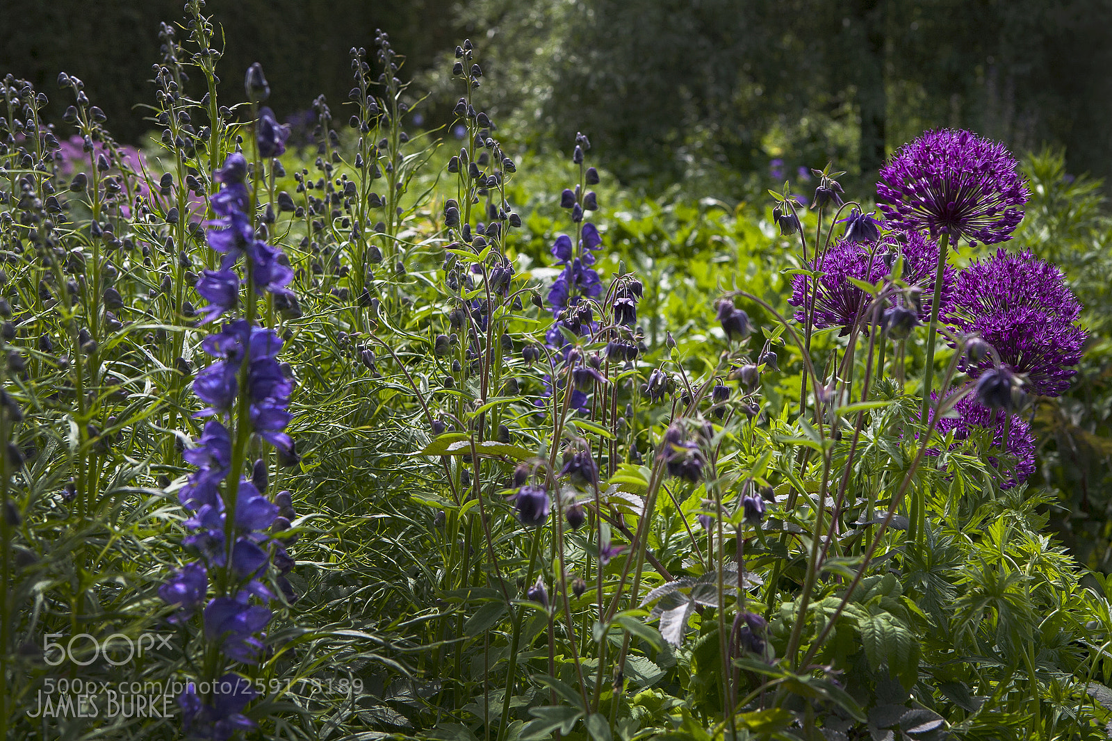 Canon EOS 5D sample photo. Alliums photography