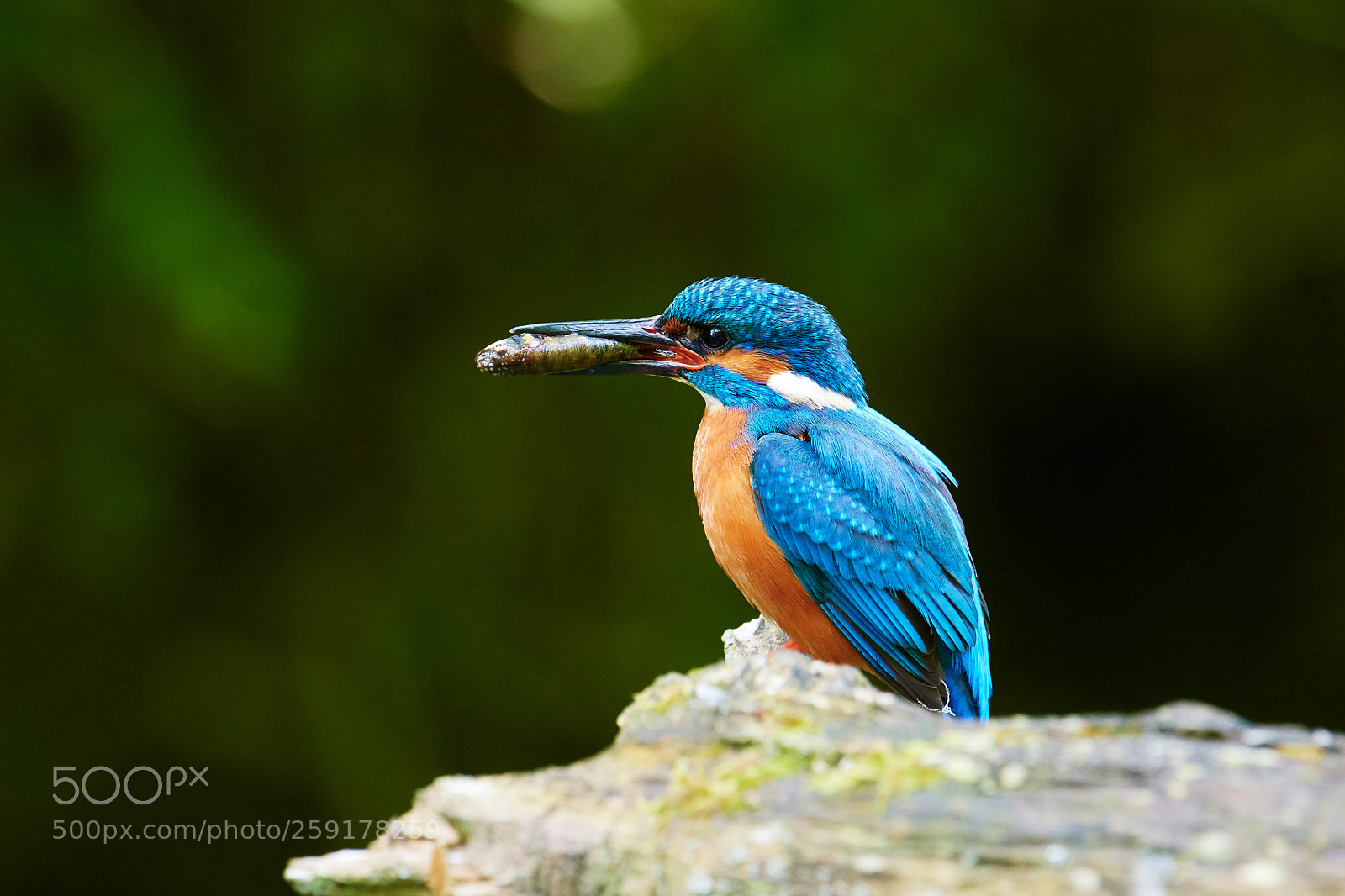 Nikon D500 sample photo. Eisvogel photography